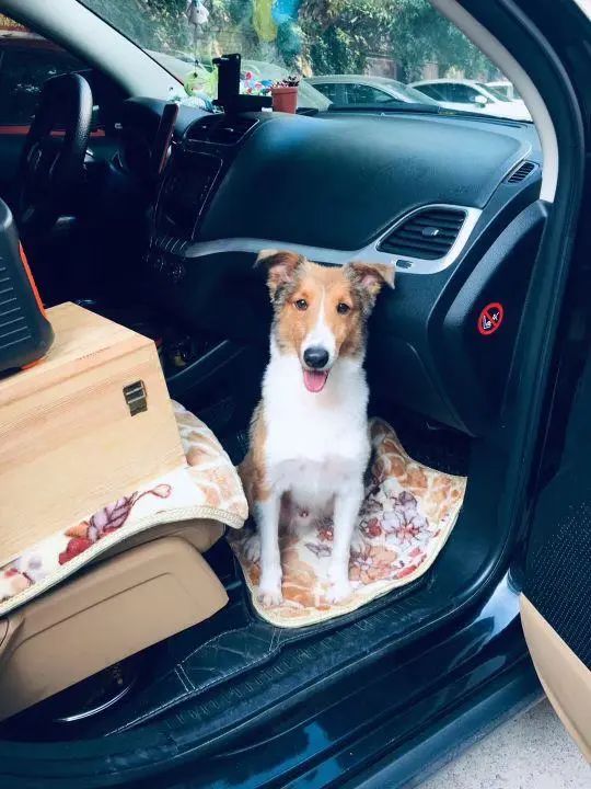 58歲的她，自駕房車旅居，一人兩犬，活成了自己喜歡的樣子